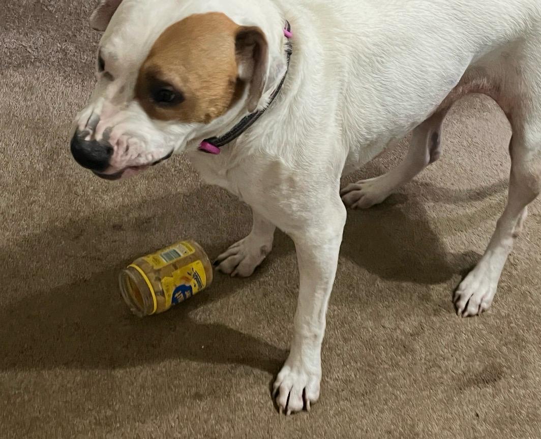 White Dog